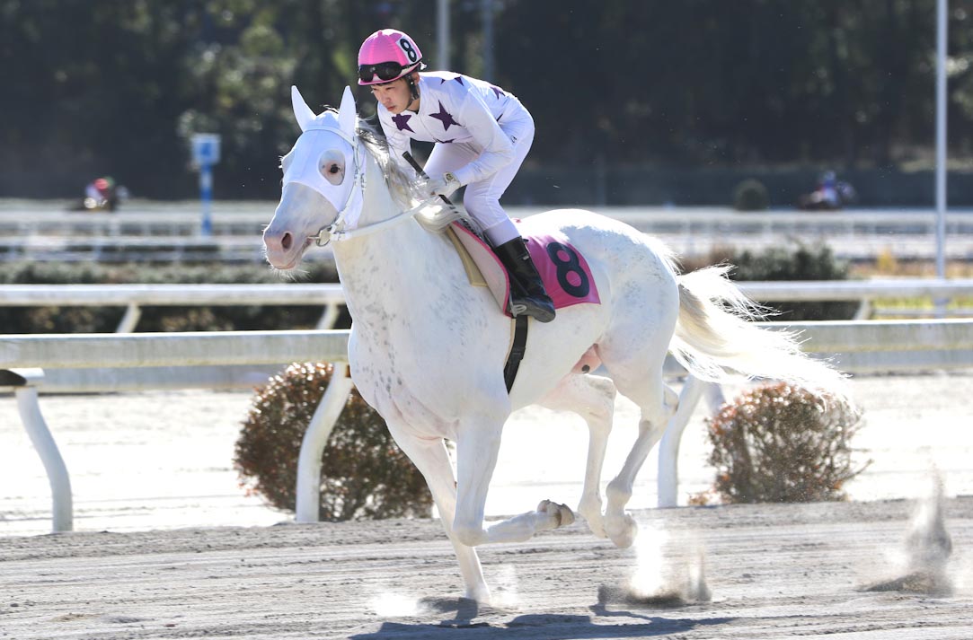 Gray Based White Spotted Thoroughbred Colt